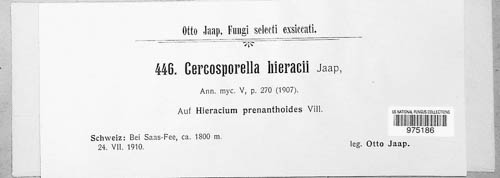 Pseudocercosporella hieracii image